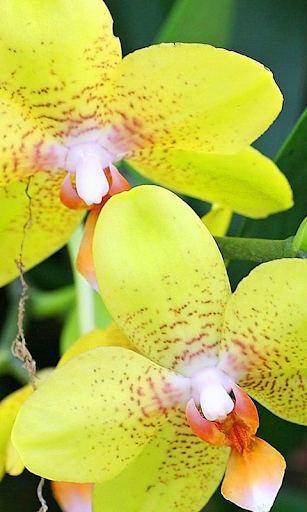 Orchids HD Live Wallpaper