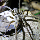 Wolf Spider, Aranha de Jardim