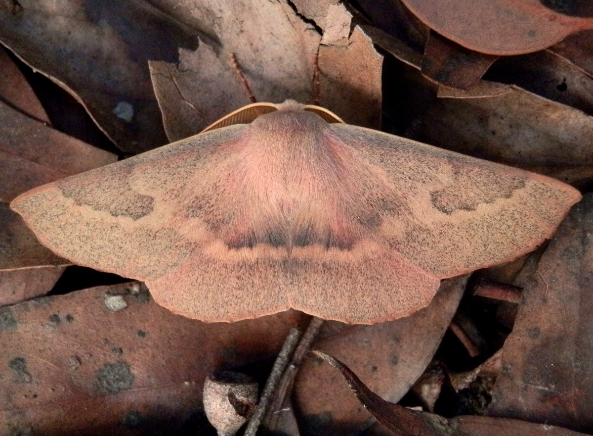Patched Leaf Moth ♂