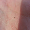 tiny spider