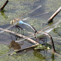 common green darner