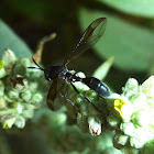 Thick Headed Fly mimic of a Wasp