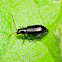 Crucifer Flea Beetle