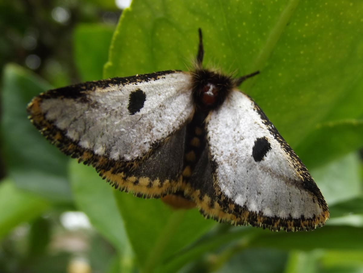 Black spot moth