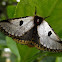 Black spot moth