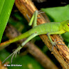 Green Forest Lizard(Juvenile)