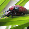 Brazilian Red Leaf Beetle