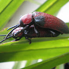 Brazilian Red Leaf Beetle