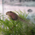 Tadpole