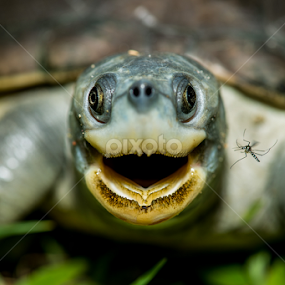 Northern River Terrapin (Batagur baska) by Scott Trageser - Animals Reptiles