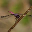 Roseate Skimmer Dragonfly (male)