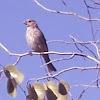 House Finch, Female