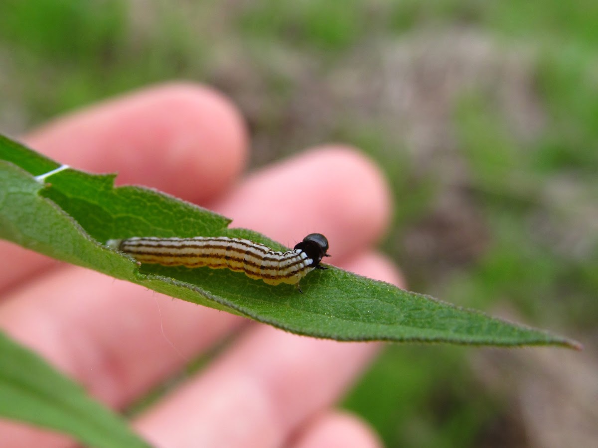 Twirler Moth (larva)
