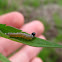 Twirler Moth (larva)