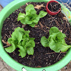 Leaf lettuce in bucket garden.