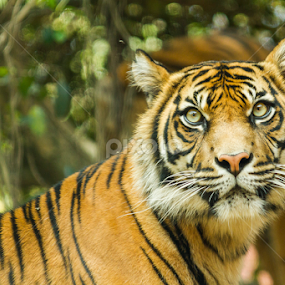 Hypnotising eyes by Cheryl Waring - Animals Lions, Tigers & Big Cats
