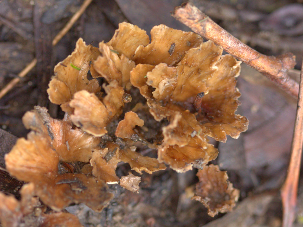 Ruffled paper fungus.