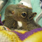 Grey Squirrel