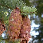 Douglas fir