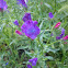 Viborera / purple viper's bugloss