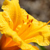 Stella d'oro daylily