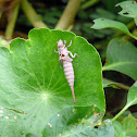 Dragonfly Nymph Skin - Muda de Náyade de Libélula