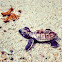 Hawksbill Sea Turtle hatchling