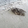 carpenter moth