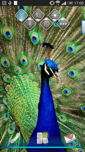 Peacock Feather Live Wallpaper