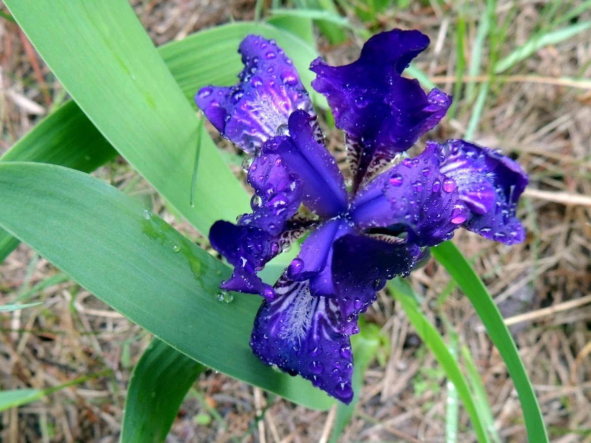 Blue siberian iris