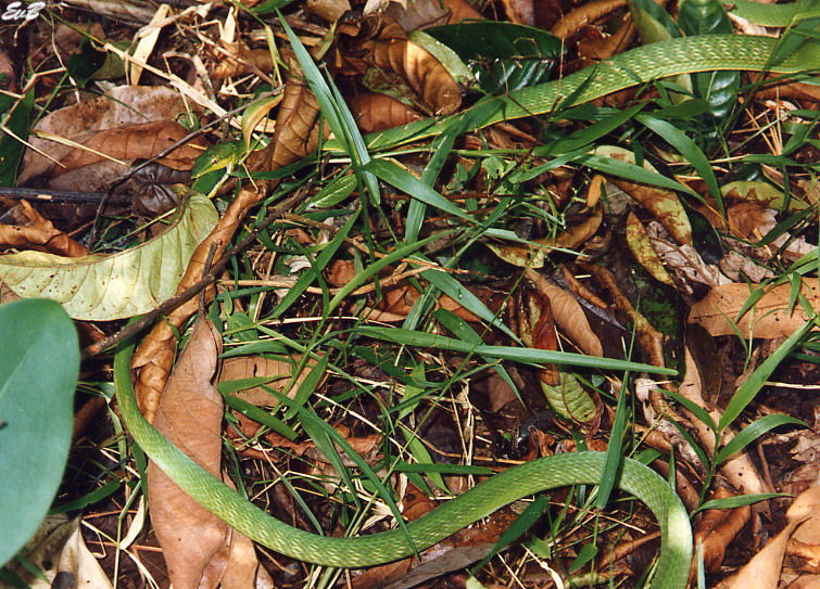 Amazonian vine snake