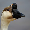 Swan Goose, Chinese Goose