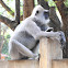 Gray langur