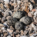 Killdeer (nest / eggs / chicks)
