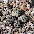 Killdeer (nest / eggs / chicks)
