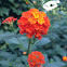 Lantana