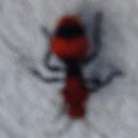 Red velvet ant