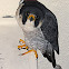 Peregrine Falcon (falcão peregrino)