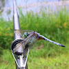 Blue Dasher