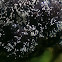 Fungus on a Blackberry