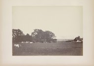 Landschap met boerderijen en een koe in een weiland