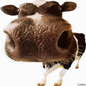 Cute Cow Live Wallpaper
