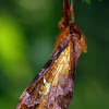 Gold-spotted Ghost Moth