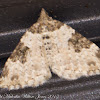 Garden Carpet Moth