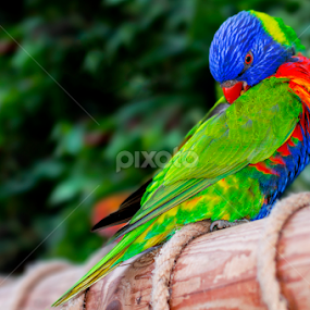 by Danielle Pedder - Novices Only Wildlife