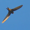 Pallid Swift