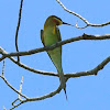blue tailed bee-eater
