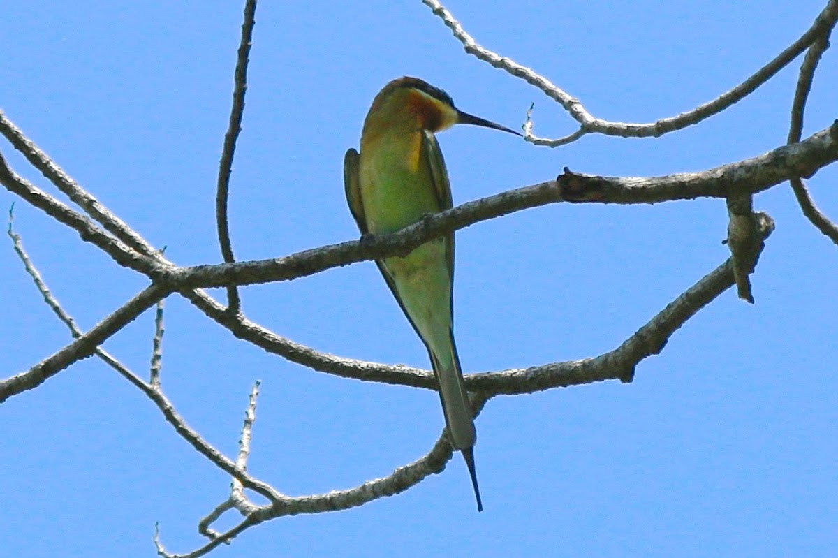 blue tailed bee-eater