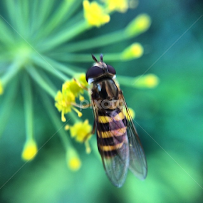 Please don't sting me~ Brygida by Bridget Wegrzyn - Animals Insects & Spiders