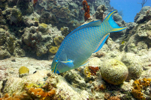 Cozumel-blue-fish - The waters around Cozumel, Mexico, are a wonder for scuba divers and snorkelers.